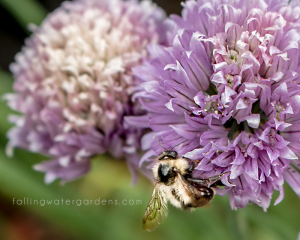 Bee on Flower