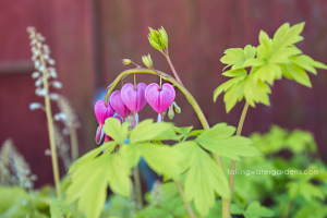 Dicentra spectabilis 'Gold Heart'