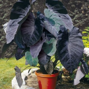 colocasia esculenta black magic