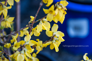 forsythia-fiesta