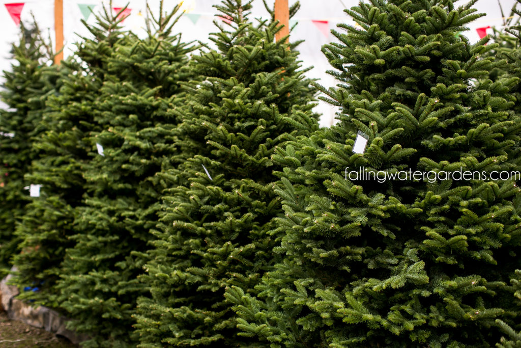 Falling Water Gardens Christmas Trees