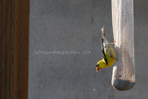 goldfinch