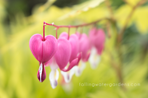 Bleeding Heart