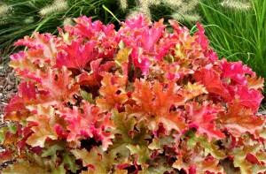 Heuchera Marmalade