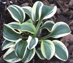 hosta frosted mouse ears