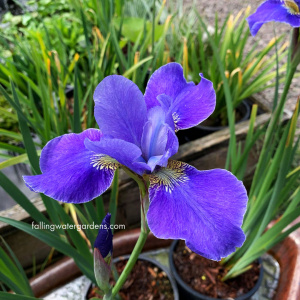 Iris Sibirica