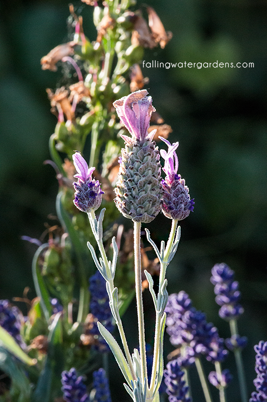 lavenderflower02