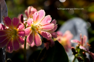 lewisia_cotyledon