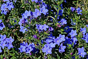 lithodora_grace_ward