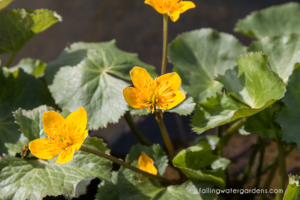 Marsh Marigold