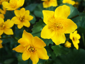 marsh-marigold