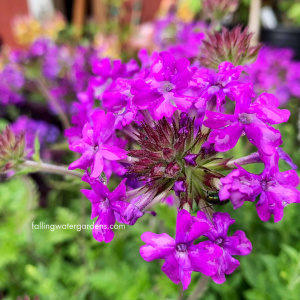 Verbena Canadensis - Homestead Purple