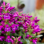 Penstemon Beardtongue at Falling Water Gardens a Plant Nursery in Monroe WA ©Falling Water Gardens