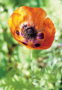 Beauty of Livermere Oriental Poppy