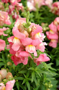 Snapshot Pink Snapdragon