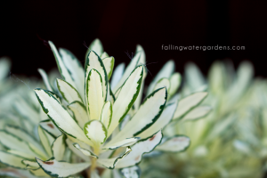 variegated_daphne