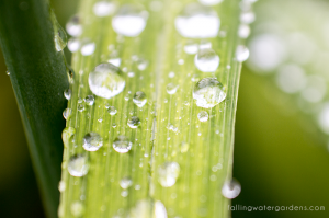 Water droplets on grass