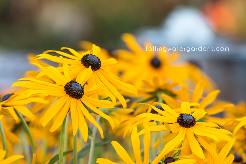 yellowdaisies